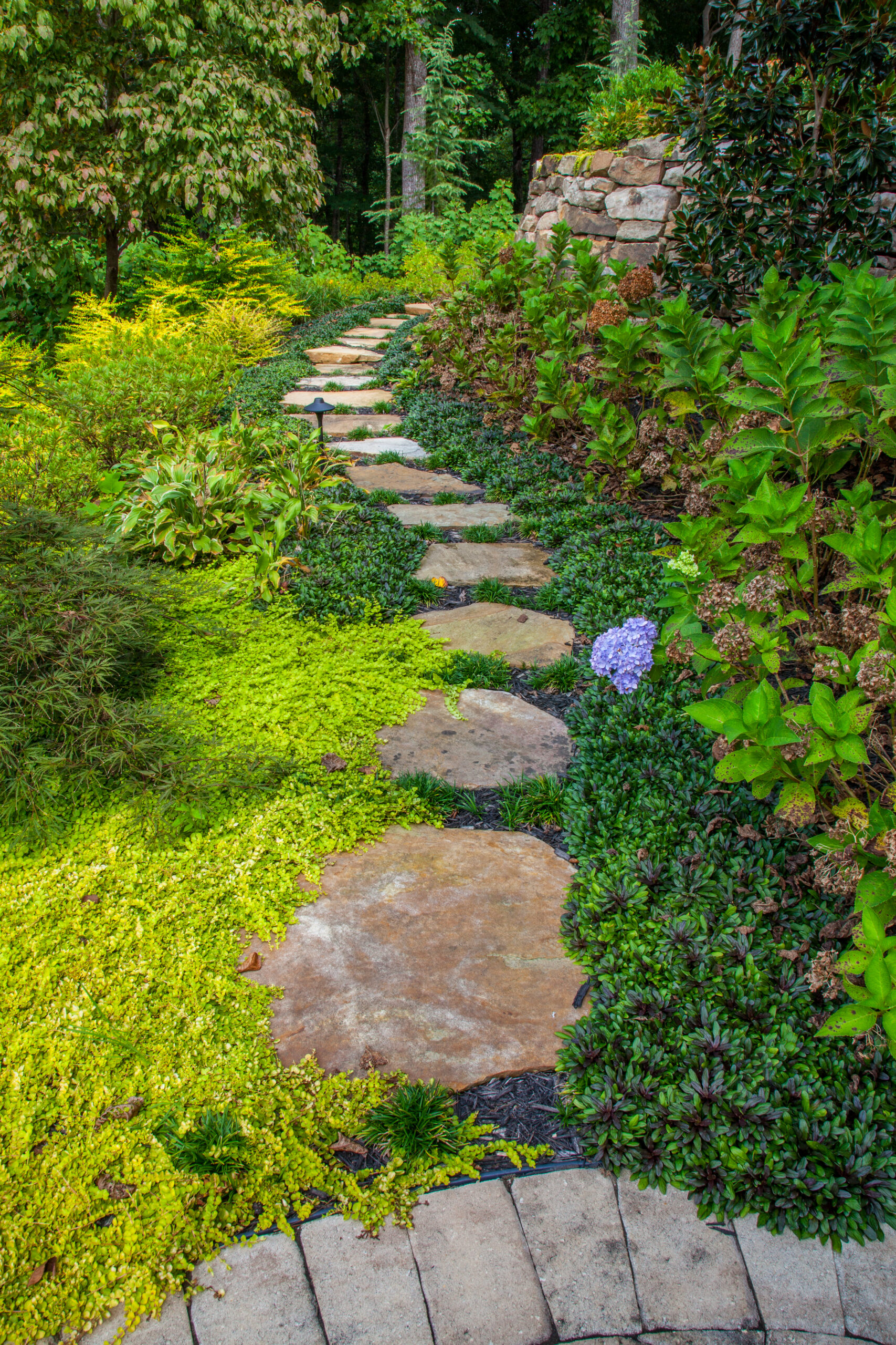 a beautiful stepping-stone pathway surrounded by natural ground cover plants and lush greenery